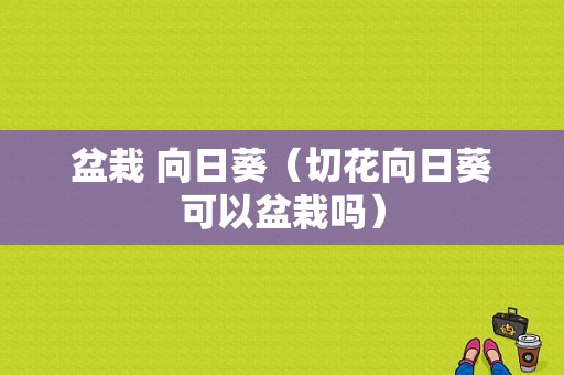 盆栽 向日葵（切花向日葵可以盆栽吗）-图1